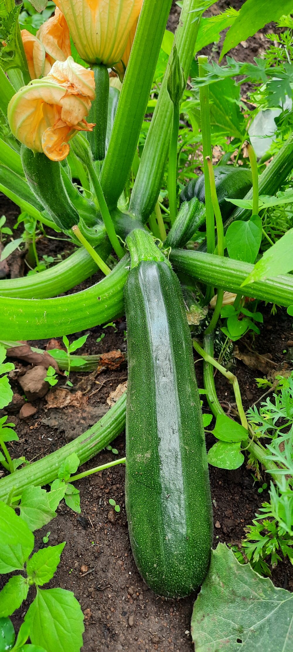 Zucchini orgánico - Unidad